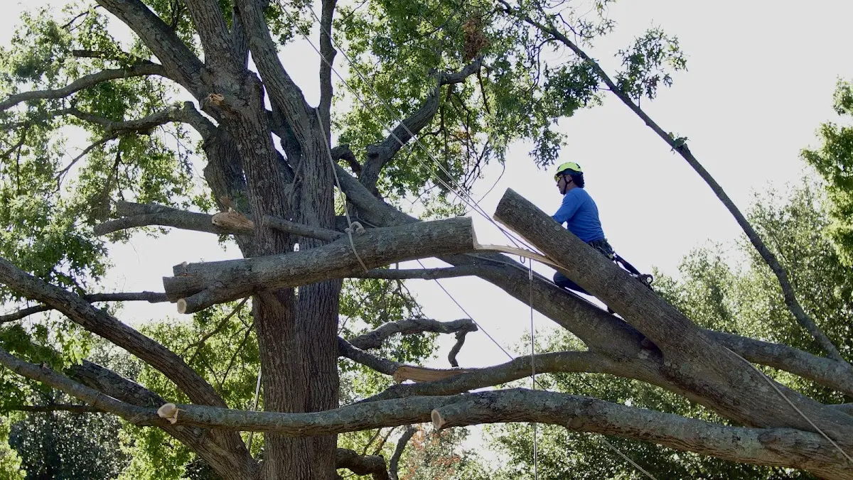 Professional Crown Thinning performed by certified arborists in Beatrice